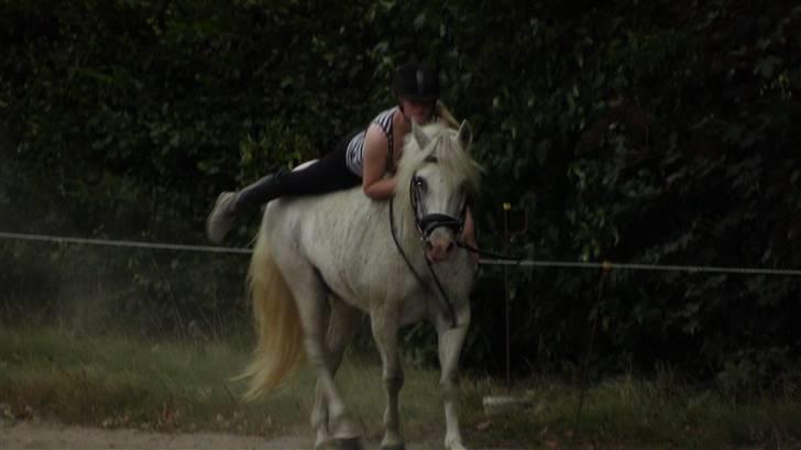 Træning med amiga på lyngby landbrugsskole billede 35