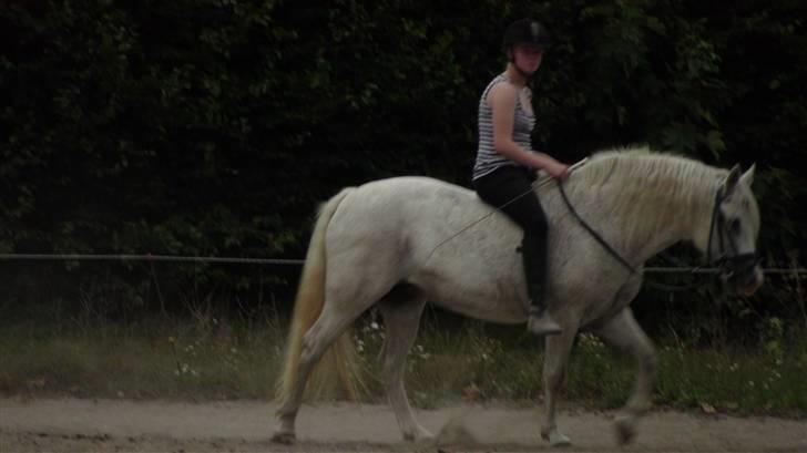 Træning med amiga på lyngby landbrugsskole billede 36