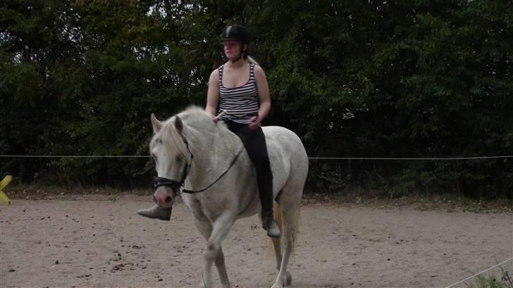 Træning med amiga på lyngby landbrugsskole billede 37