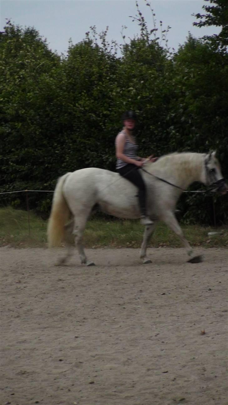 Træning med amiga på lyngby landbrugsskole billede 38