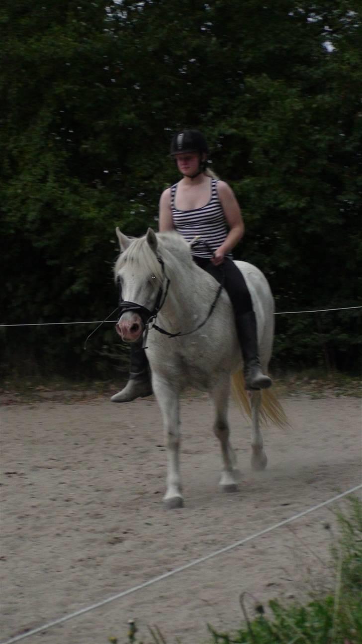 Træning med amiga på lyngby landbrugsskole billede 39