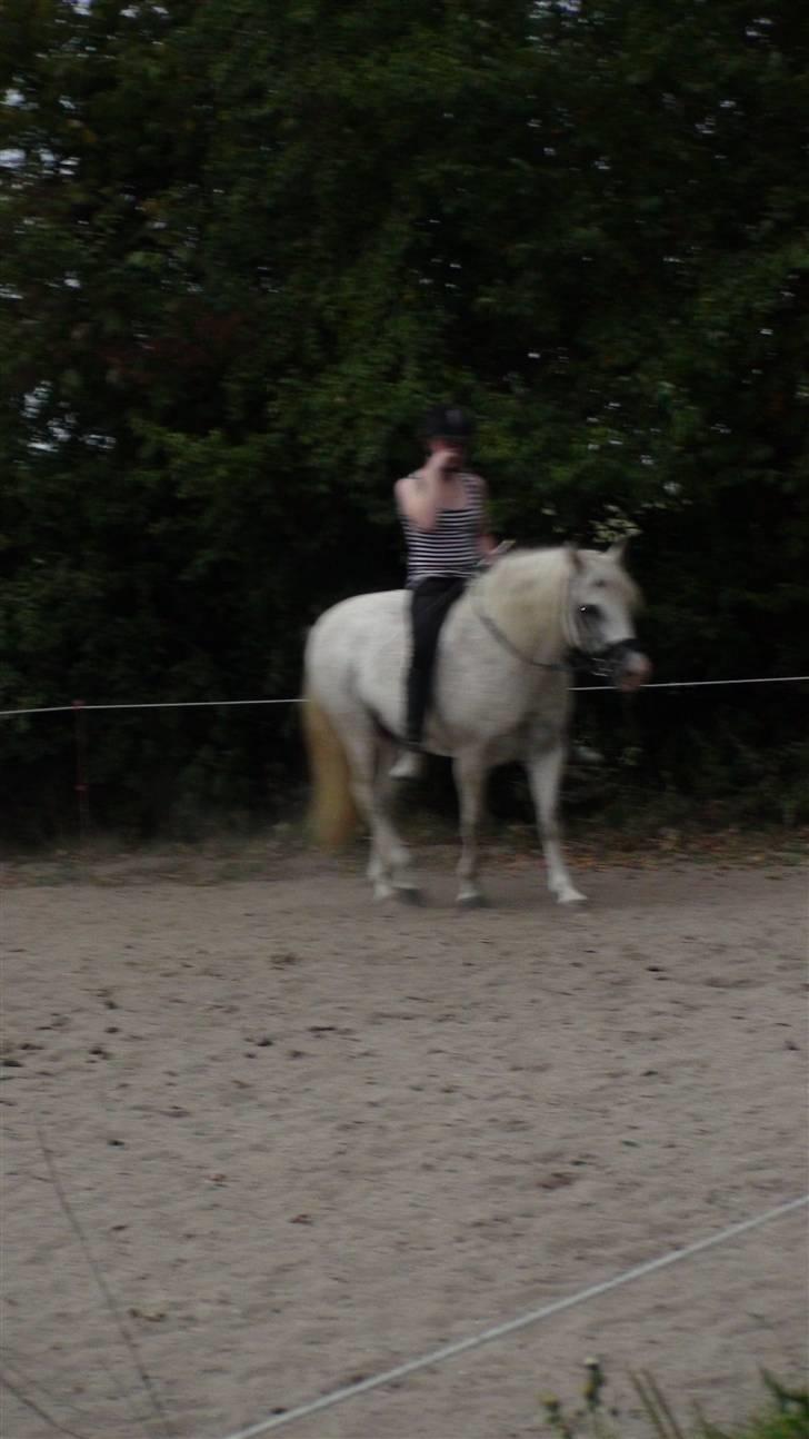 Træning med amiga på lyngby landbrugsskole billede 40