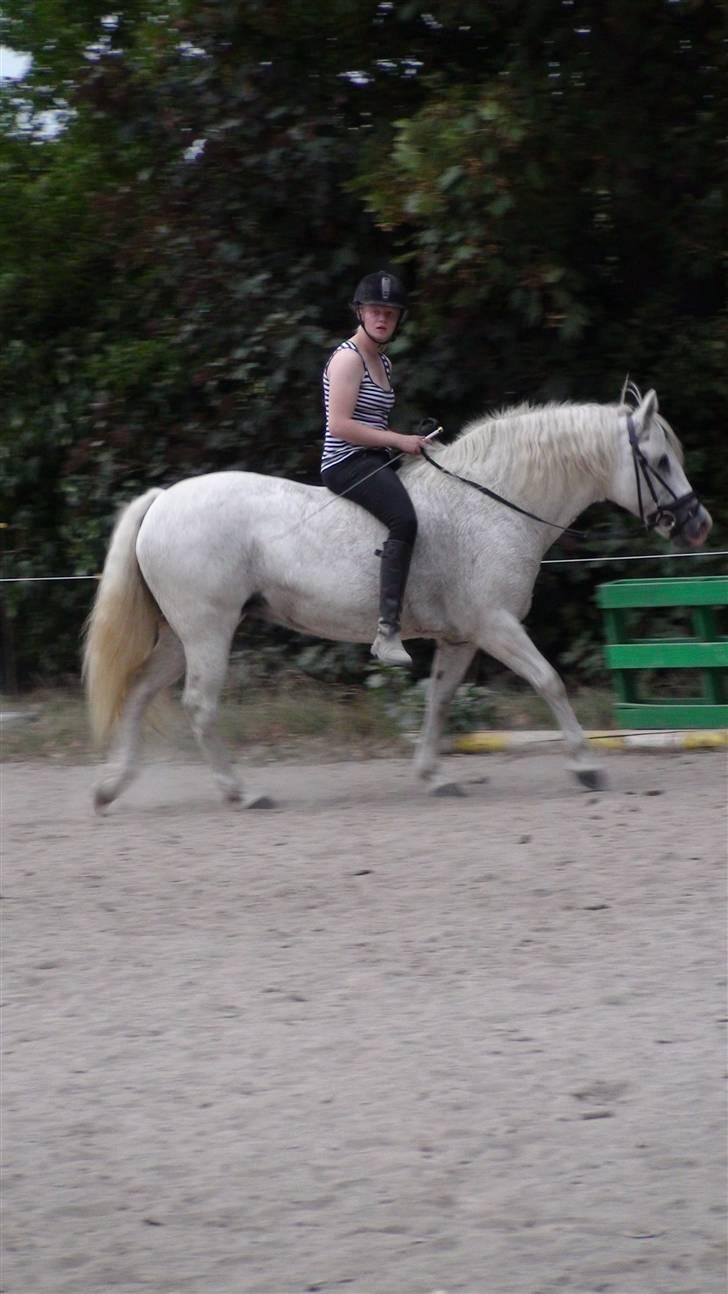 Træning med amiga på lyngby landbrugsskole billede 41