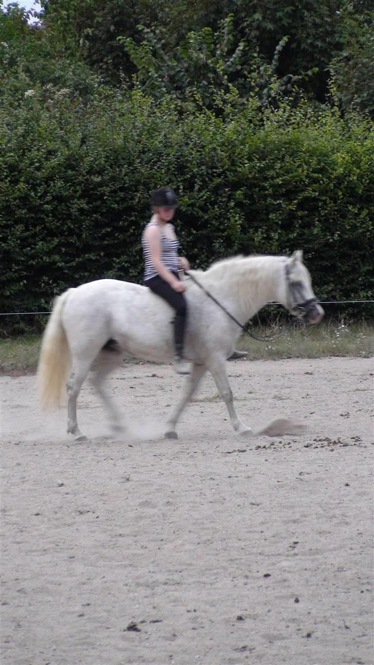 Træning med amiga på lyngby landbrugsskole billede 42