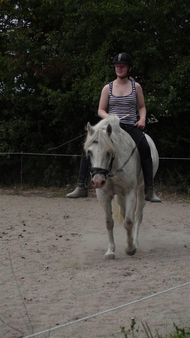 Træning med amiga på lyngby landbrugsskole billede 43