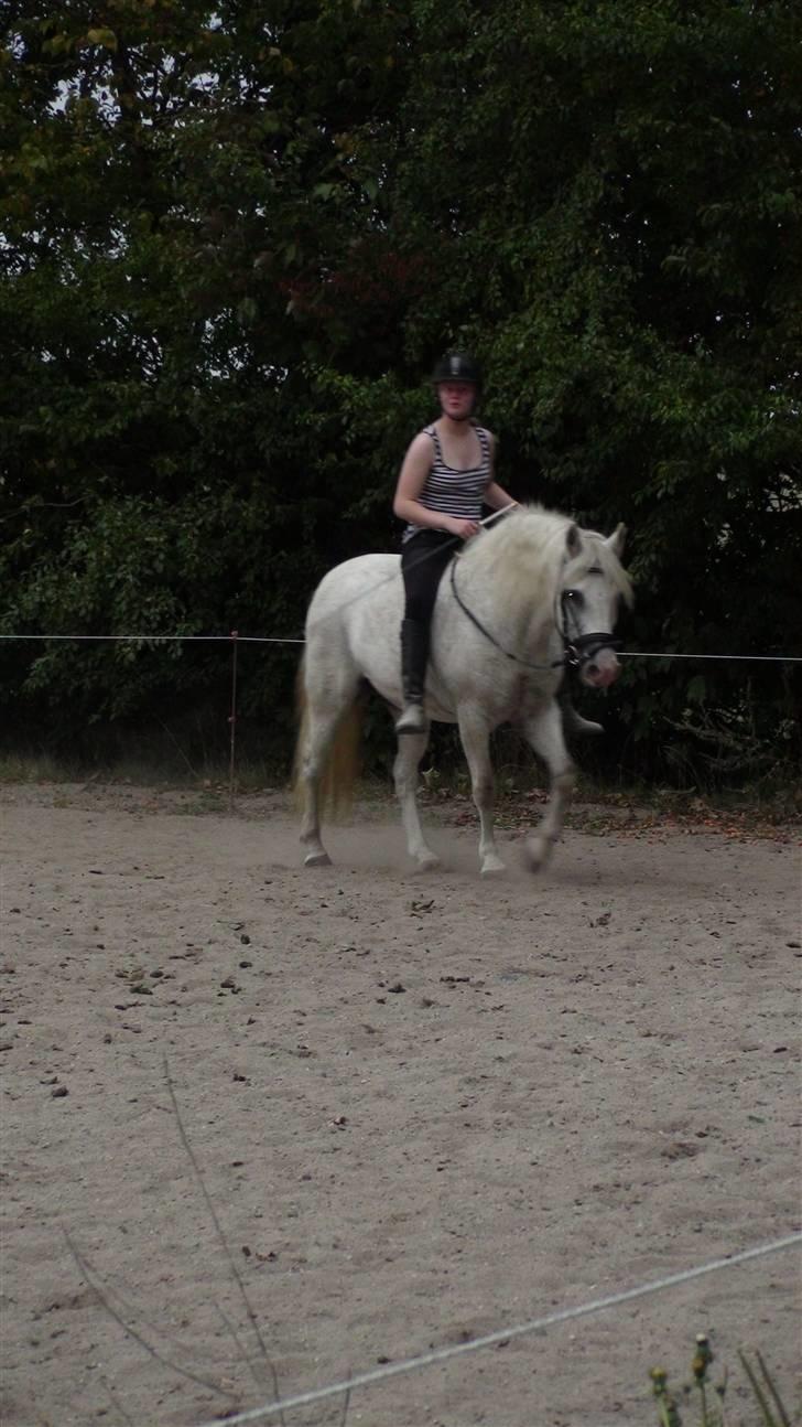 Træning med amiga på lyngby landbrugsskole billede 44