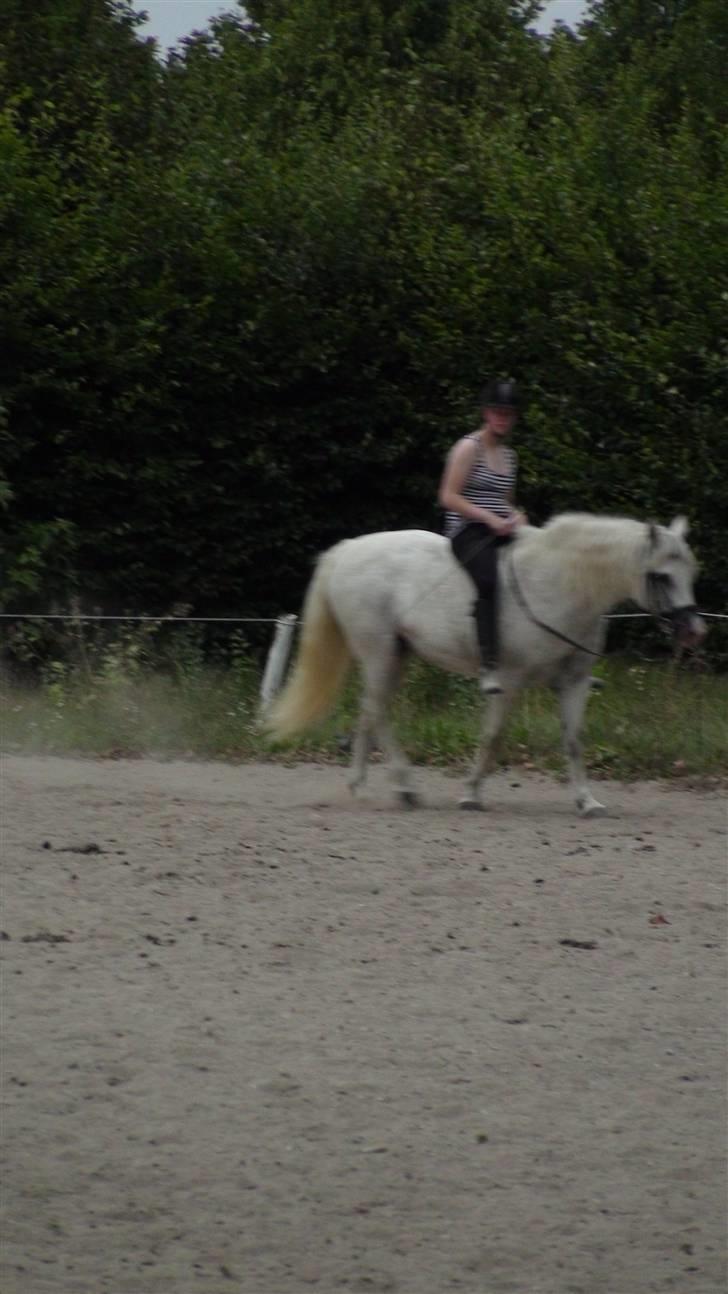 Træning med amiga på lyngby landbrugsskole billede 45