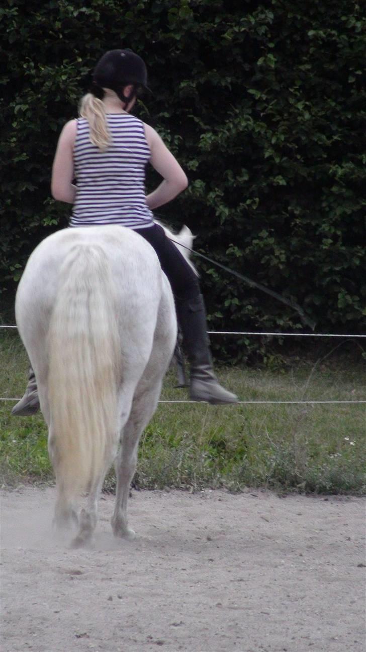 Træning med amiga på lyngby landbrugsskole billede 46