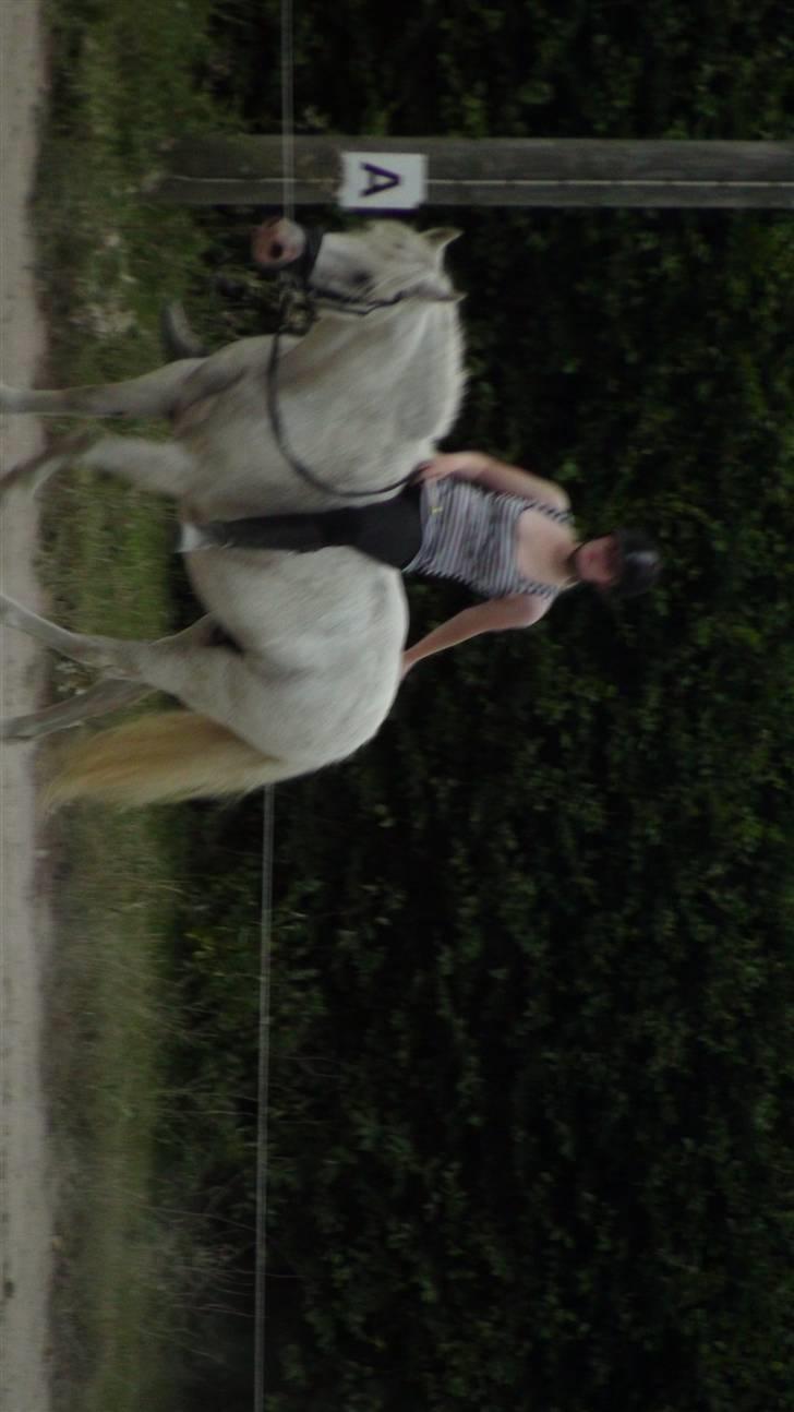 Træning med amiga på lyngby landbrugsskole billede 47