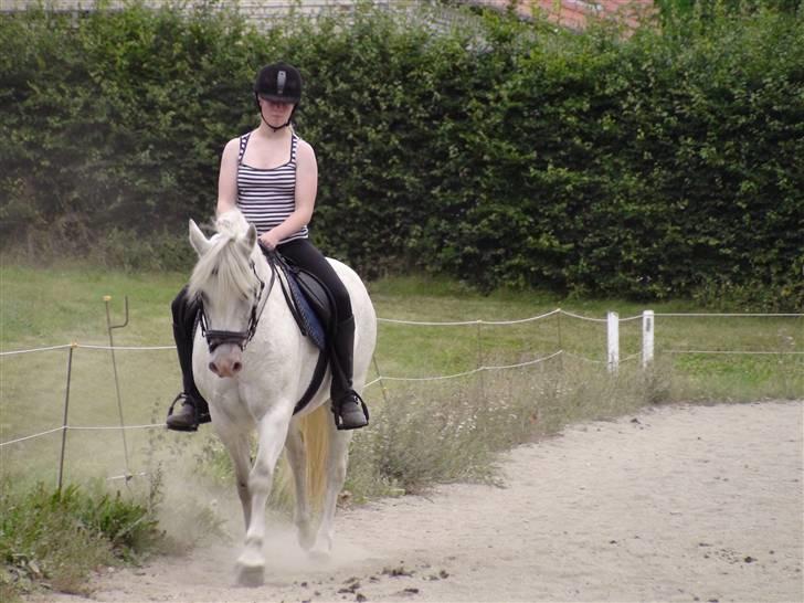 Træning med amiga på lyngby landbrugsskole billede 48