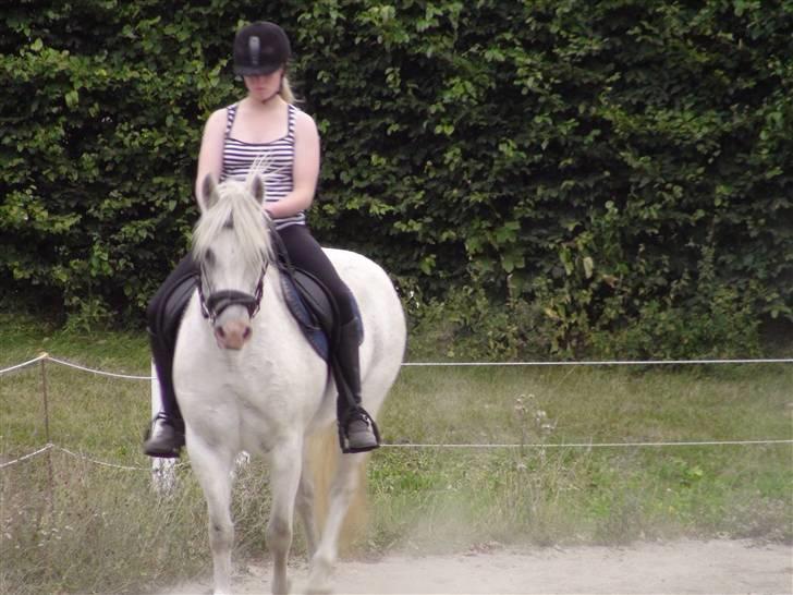 Træning med amiga på lyngby landbrugsskole billede 49