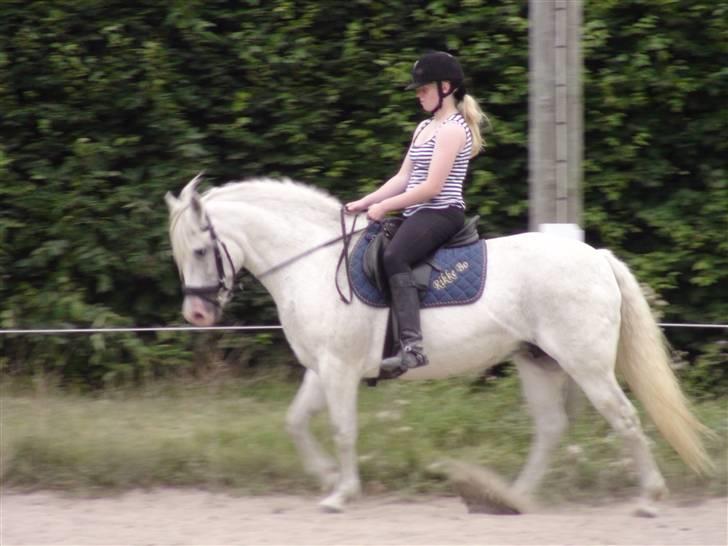 Træning med amiga på lyngby landbrugsskole billede 50