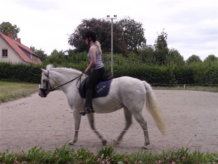 Træning med amiga på lyngby landbrugsskole billede 51