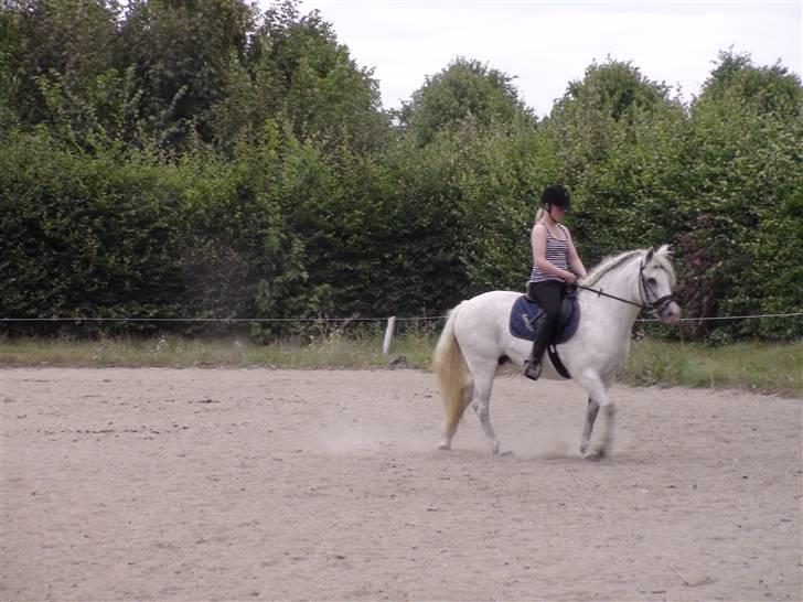 Træning med amiga på lyngby landbrugsskole billede 52