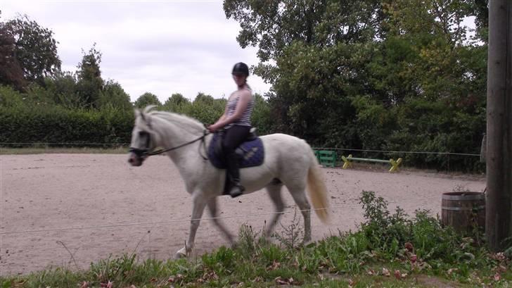 Træning med amiga på lyngby landbrugsskole billede 53