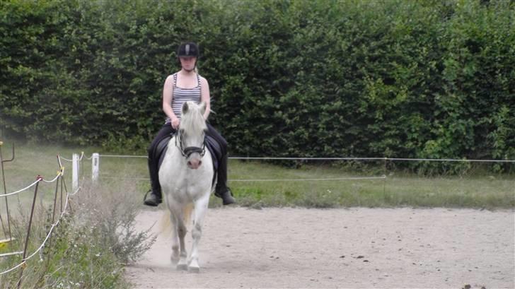 Træning med amiga på lyngby landbrugsskole billede 54