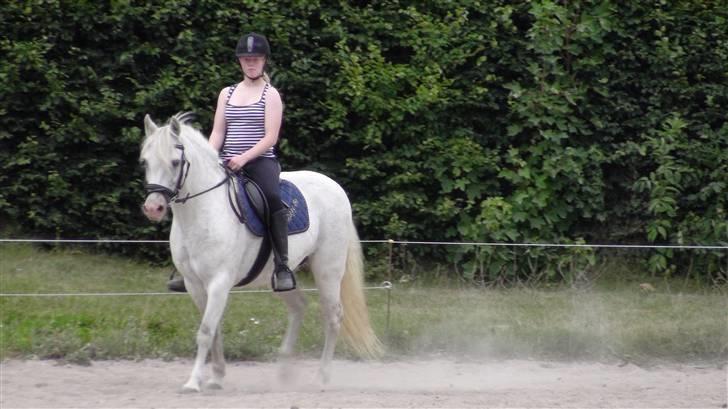Træning med amiga på lyngby landbrugsskole billede 55