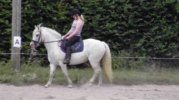 Træning med amiga på lyngby landbrugsskole billede 56