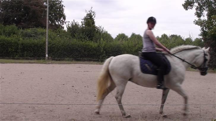 Træning med amiga på lyngby landbrugsskole billede 57