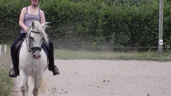 Træning med amiga på lyngby landbrugsskole billede 58