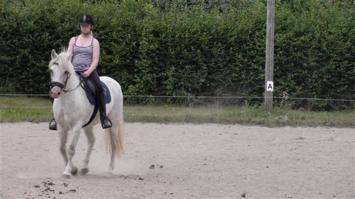 Træning med amiga på lyngby landbrugsskole billede 59