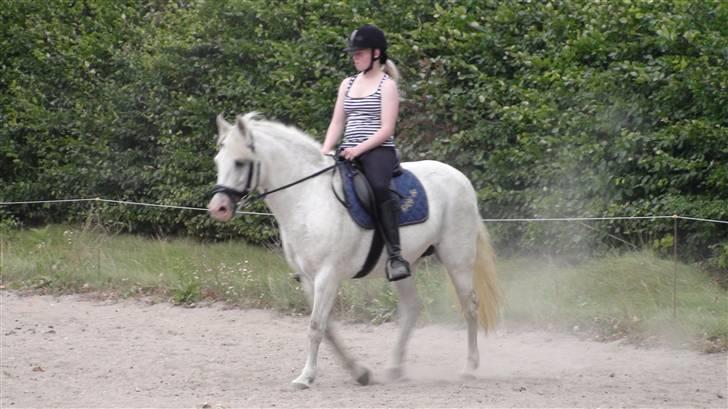 Træning med amiga på lyngby landbrugsskole billede 60