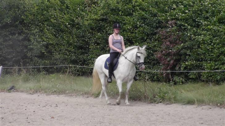 Træning med amiga på lyngby landbrugsskole billede 61