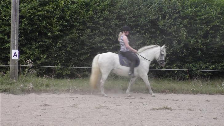 Træning med amiga på lyngby landbrugsskole billede 62