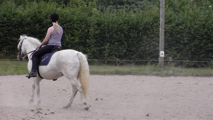 Træning med amiga på lyngby landbrugsskole billede 63
