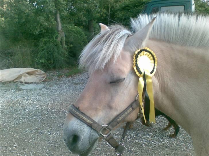 Fjordheste jagt d. 29/8 ved Espe Gods - Tulle luk øje med sin første jagt roset billede 1