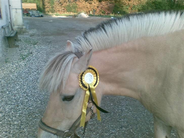 Fjordheste jagt d. 29/8 ved Espe Gods - Og igen billede 2