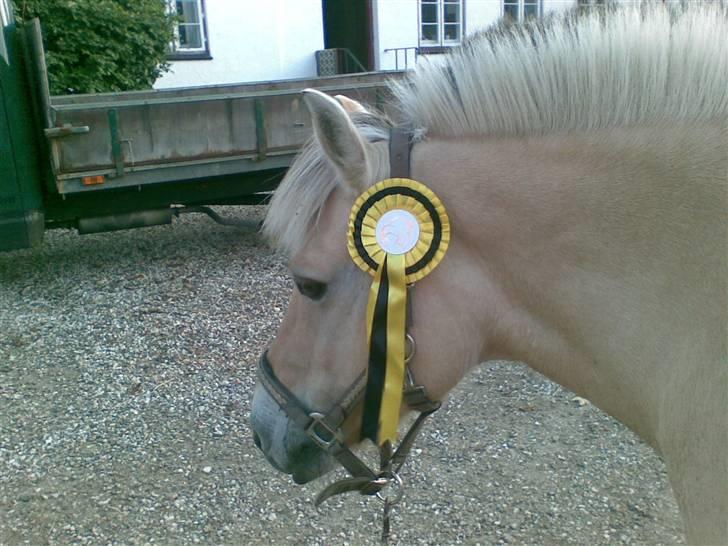 Fjordheste jagt d. 29/8 ved Espe Gods billede 3