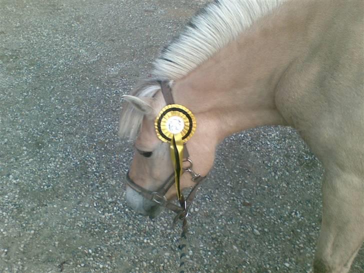 Fjordheste jagt d. 29/8 ved Espe Gods billede 4