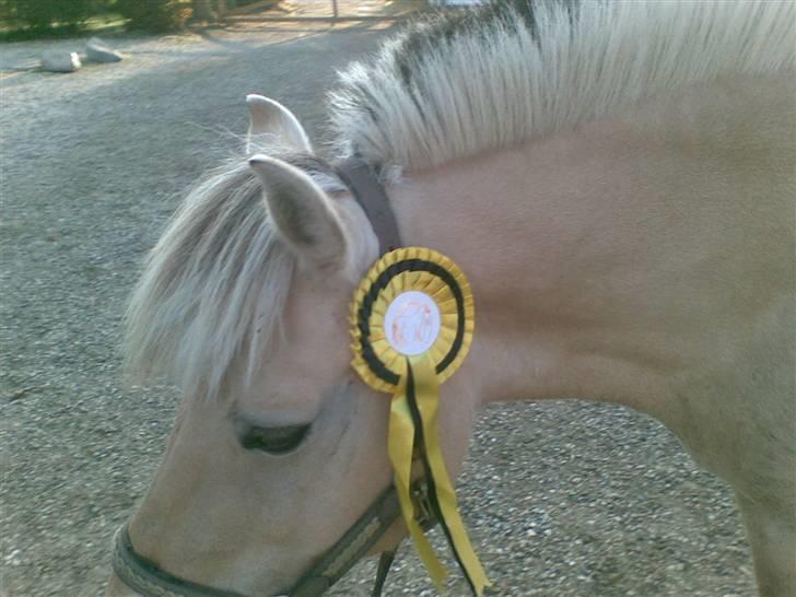 Fjordheste jagt d. 29/8 ved Espe Gods billede 5