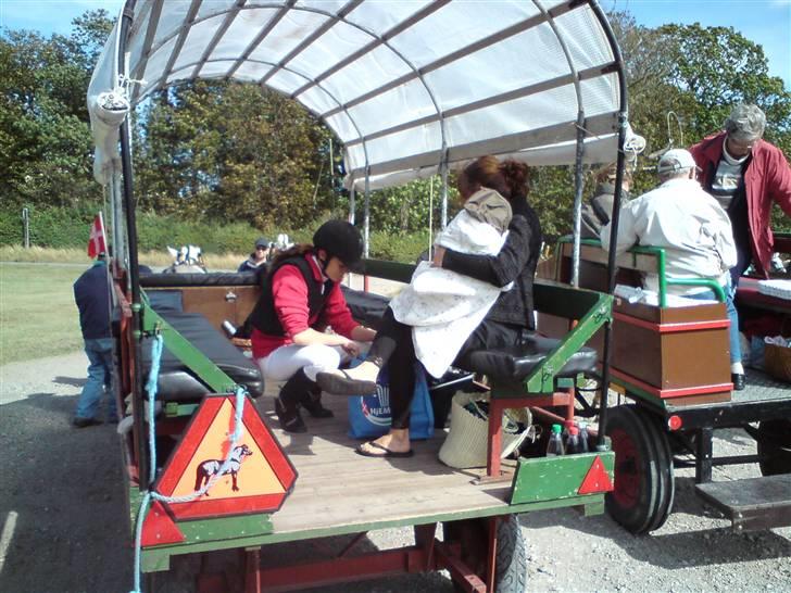 Fjordheste jagt d. 29/8 ved Espe Gods - Jah jeg leder vist efter noget .. dem man havde med, kørte i hestevogne rund med feltet (altså på vejen ).. detvar rigit hygge og glæder miig til næste år :-) billede 6