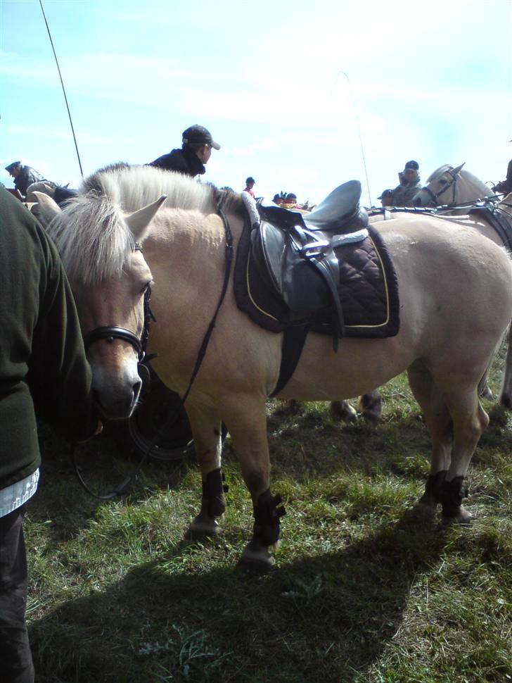 Fjordheste jagt d. 29/8 ved Espe Gods - Miin fantastiske tulle rulle billede 8