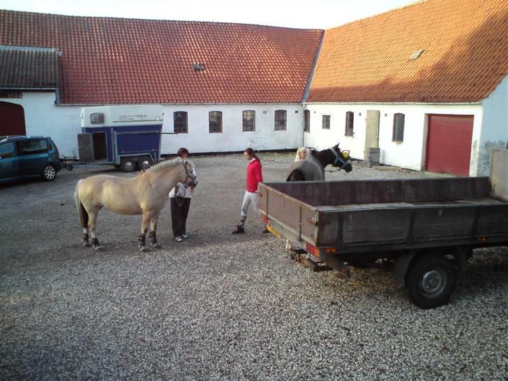 Fjordheste jagt d. 29/8 ved Espe Gods - Da vi er hjemme igen .. der ska self. ogs lige tages nogle billeder :-) billede 9