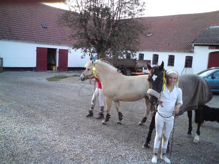 Fjordheste jagt d. 29/8 ved Espe Gods billede 11