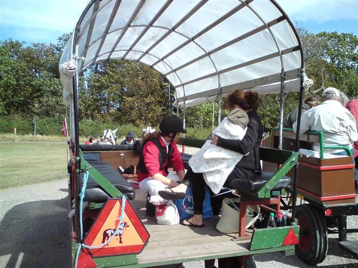 Fjordheste jagt d. 29/8 ved Espe Gods - Leder stadig ;-) billede 12