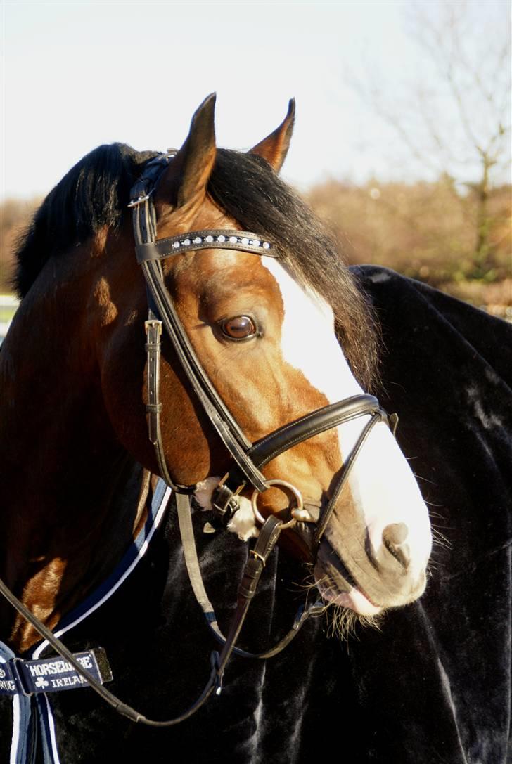 Rambo Velour tæppe billede 1