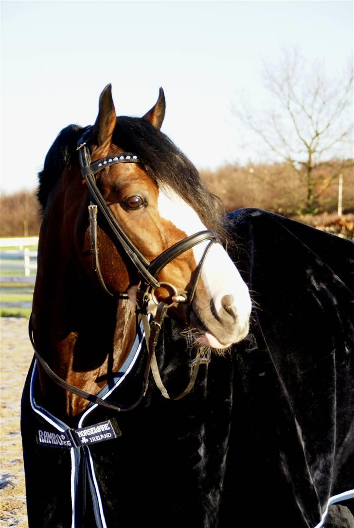 Rambo Velour tæppe billede 2