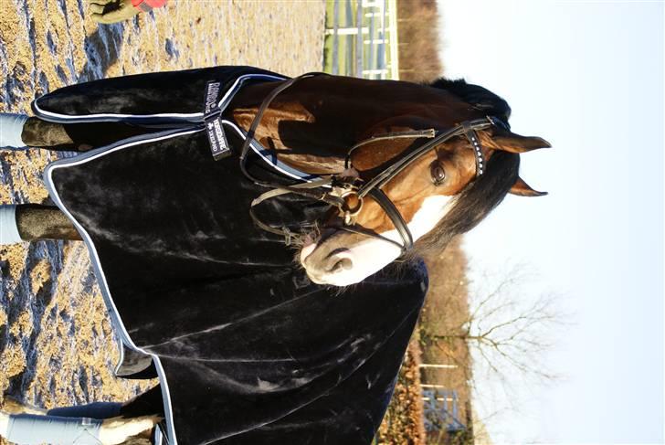 Rambo Velour tæppe billede 3