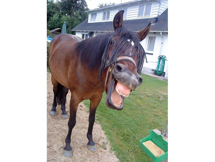 {{currentPhoto.altText}} billede {{currentPhoto.number}}