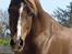 Pelee #HINGST#