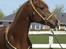 Pelee #HINGST#