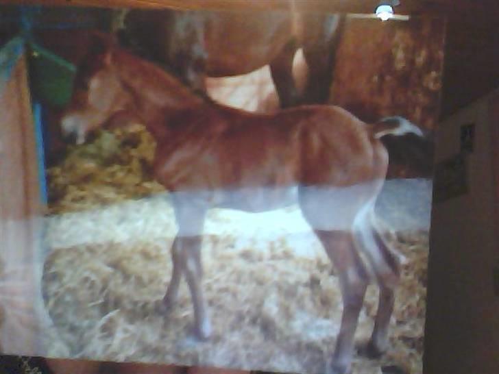  Min tid med Bansam <3 billede 84