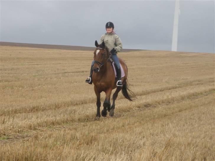 Toftegårdens ridecenter. billede 1