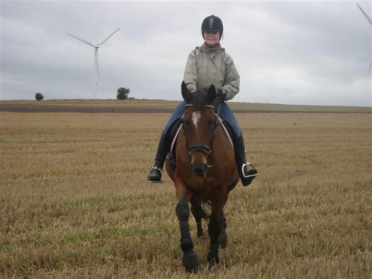 Toftegårdens ridecenter. billede 2