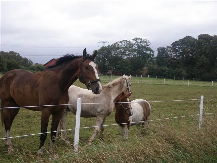 Toftegårdens ridecenter. billede 3