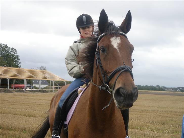 Toftegårdens ridecenter. billede 4